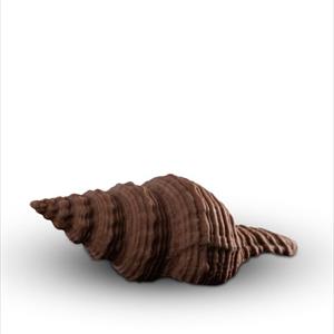 Moule coquille Ranella Olearium