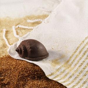 Moule coquille Cassidaria