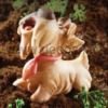 Scottish Terrier Chiene Curieux moule